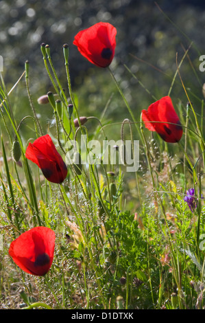 Ladybird Poppy on meadow (Papaver commutatum) Stock Photo