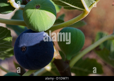 Green and blue figs on the tree (Ficus carica) Stock Photo