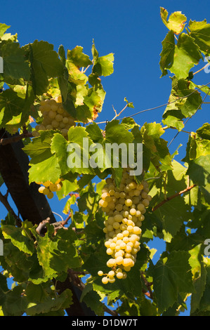 Grapes against blue sky Stock Photo