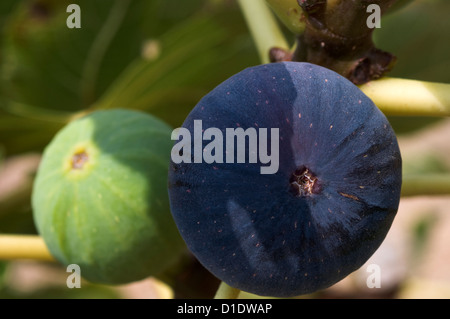 Two figs on the tree (Ficus carica) Stock Photo