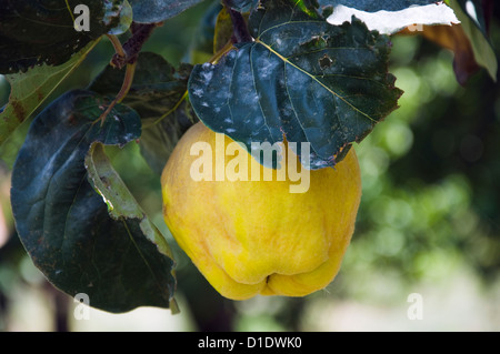Ripe quince on the tree Stock Photo