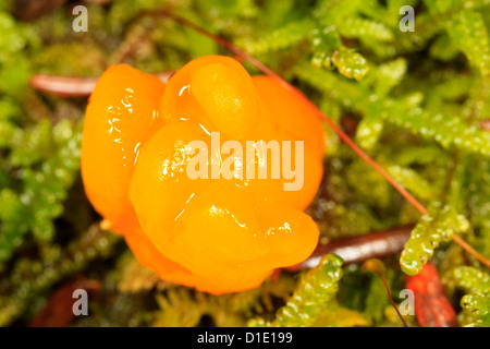 Orange Jelly fungus (Dacrymyces palmatus) in moss Stock Photo