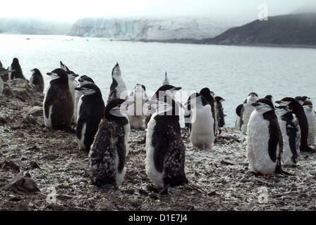 Chinstrap penguins on the shore, Hannah Point, Antarctica, Polar Regions Stock Photo