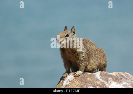 California Ground Squirrel (Spermophilus beecheyi) also known as Beechey Ground Squirrel, Morro Bay, California, USA Stock Photo