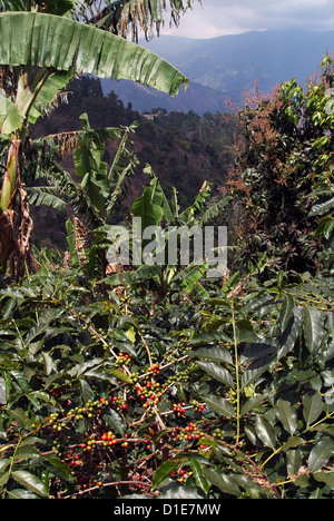 Blue Mountain coffee beans, Lime Tree Coffee Plantation, Blue Mountains, Jamaica, West Indies, Caribbean, Central America Stock Photo