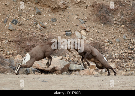 Two bighorn sheep (Ovis canadensis) rams butting heads during the rut, Clear Creek County, Colorado, United States of America Stock Photo