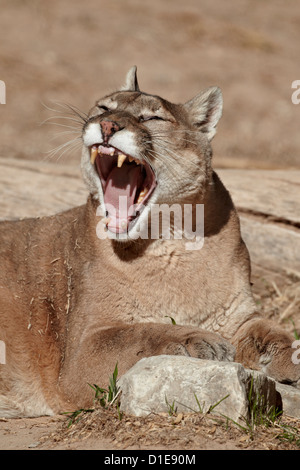 Mountain lion (cougar) (puma) (Puma concolor) yawning, Living Desert Zoo And Gardens State Park, New Mexico, USA Stock Photo