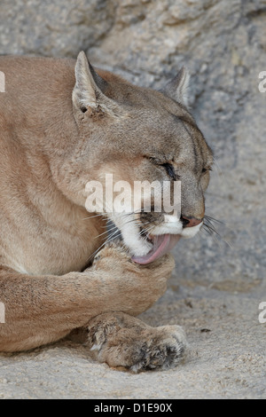 Mountain lion (cougar) (puma) (Puma concolor) cleaning after eating, Living Desert Zoo And Gardens State Park, New Mexico, USA Stock Photo