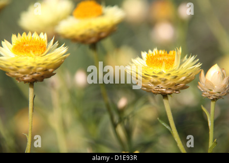Australian Native Yellow Paper Daisies (Xerochrysum Bracteatum) Stock Photo