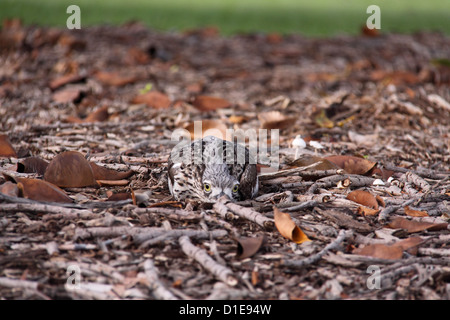 Bush Stone Curlew (Burhinus Grallarius) hidden in leaf litter Stock Photo