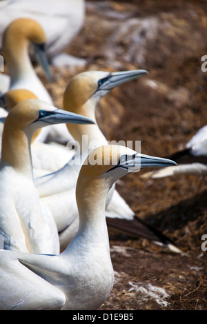 Gannet colony on Great Saltee, one of the Saltee Islands, off the coast of Co. Wexford, Ireland. © 2011 Dave Walsh Stock Photo
