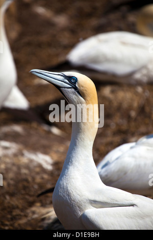 Gannet colony on Great Saltee, one of the Saltee Islands, off the coast of Co. Wexford, Ireland. © 2011 Dave Walsh Stock Photo