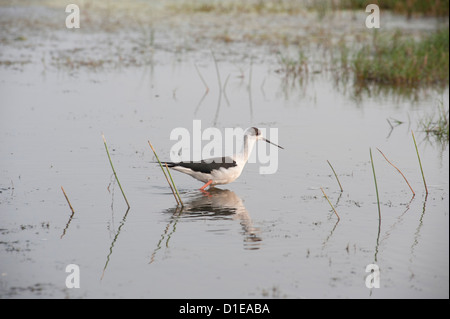 Black winged stilt wading in the shallow wetland waters at the edge of Chilika Lake, Orissa, India, Asia Stock Photo