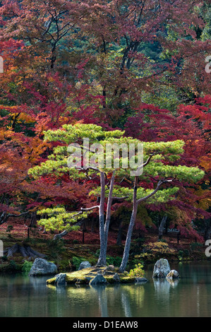 Colourful autumn foliage around the Mirror Pond (Kyoko-chi) in the gardens of Kinkaku-ji (the Temple of the Golden Pavilion), Kyoto, Japan Stock Photo