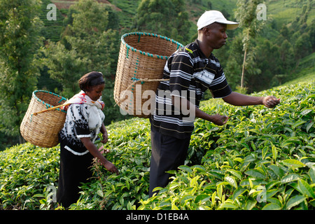 Farmer Lincoln Kimanthi Mugo and his wife Polly Mukami picking tea, Kathangiri, Kenya, East Africa, Africa Stock Photo