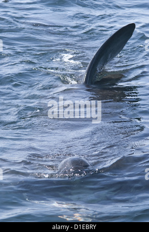 Dorsal fins at the surface, telltale signs of the giant basking shark (Cetorhinus maximus), Coll, Inner Hebrides, Scotland Stock Photo