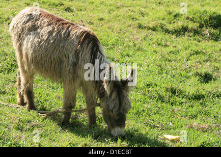 A long haired donkey grazing in a farmers pasture in Cotacachi, Ecuador Stock Photo