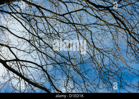 The last leaf on London Plane  tree, Autumn has arrived. Stock Photo