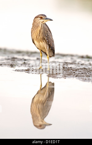 Juvenile Black-crowned night heron (Nycticorax nycticorax) standing on a lake shore Stock Photo