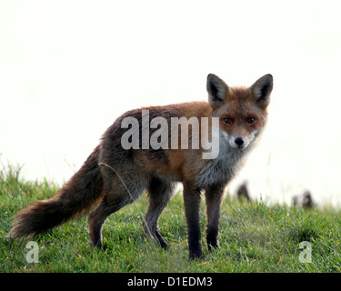 Alert  European red fox (vulpes vulpes) in natural setting, low point of view Stock Photo