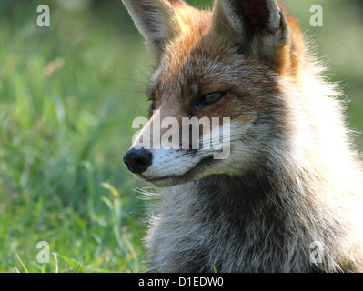 Wild European red fox (vulpes vulpes) in natural setting and impressive detail