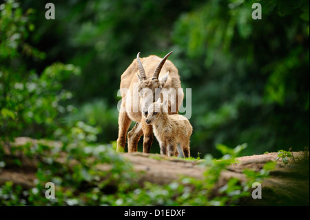 Alpine ibex, Capra ibex, and young deer, Bavaria, Germany, Europe Stock Photo