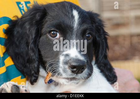 An owner holding and caring for a cute ten week pure bred black and white English Springer Spaniel puppy dog in his arms. England UK Britain Stock Photo