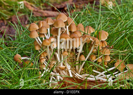 Clustered Brittlestem fungi - Psathyrella multipedata - on a rotting ...