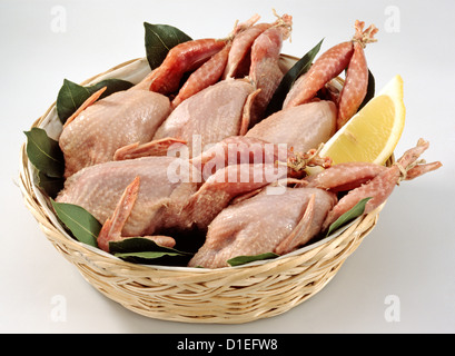 Raw Quails Stock Photo