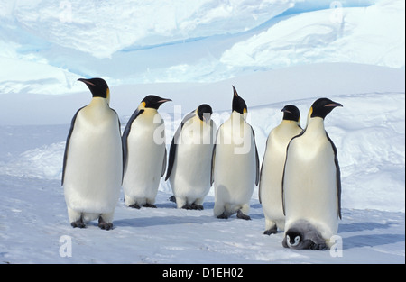Emperor penguins (Aptenodytes forsteri), Dawson-Lambton glacier, Antarctica Stock Photo