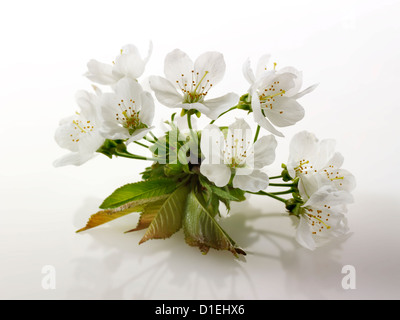 Stock Photos of close up of cherry blossom on a white background. Funky stock photos library Stock Photo