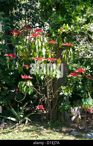 red flowering poinsettia bush in full bloom at Christmas time Christmastime in leafy tropical garden in Oaxaca de Juarez Mexico Stock Photo