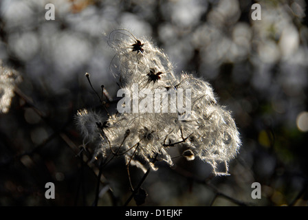 Rose hip seed heads, Surrey UK Stock Photo