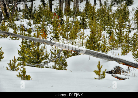 Boulderfield with fresh snow, snags and regenerating pine trees, Yellowstone National Park, Wyoming, USA Stock Photo