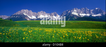 Meadow with dandelion at the Wilder Kaiser, Tyrol, Austria Stock Photo