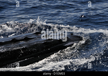 Male whale surfacing beside a cruising yacht, one of 4 (or more) male whales who were apparently competing for a female. Tonga Stock Photo