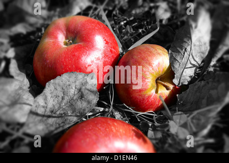 Fallen autumn red apples in an apple orchard Stock Photo