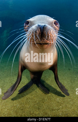 California sea lion (Zalophus californianus), Zoo Karlsruhe, Germany Stock Photo