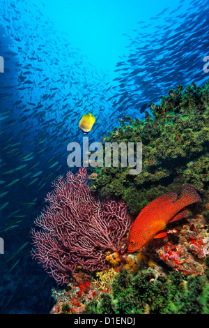 Coral Hind (Cephalopholis miniata) Oriental Butterflyfish (Chaetodon auripes) at corals at Baa Atoll Maldives underwater shot Stock Photo