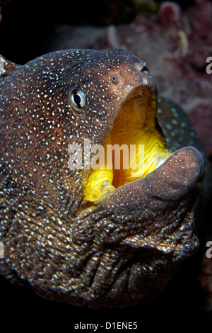 Starry moray (Gymnothorax nudivomer), Mirbat, Oman, Indian Ocean, underwater shot Stock Photo