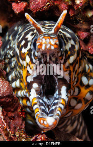 Leopard moray eel (Enchelycore pardalis), Mirbat, Oman, Indian Ocean, underwater shot Stock Photo