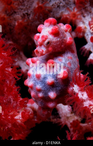 Pregnant Pygmy seahorse (Hippocampus bargibanti) in red coral Cabilao Island Bohol Philippines Pacific Ocean underwater shot Stock Photo