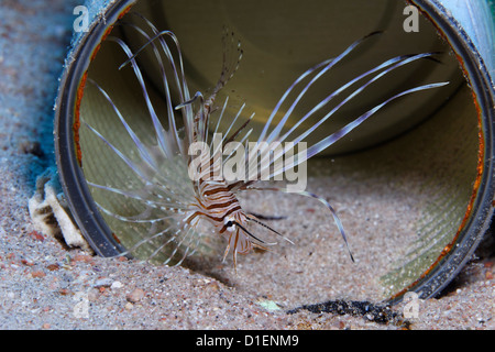 Young Red lionfish (Pterois volitans) in a can, near Aqaba, Jordan, Red Sea, underwater shot Stock Photo