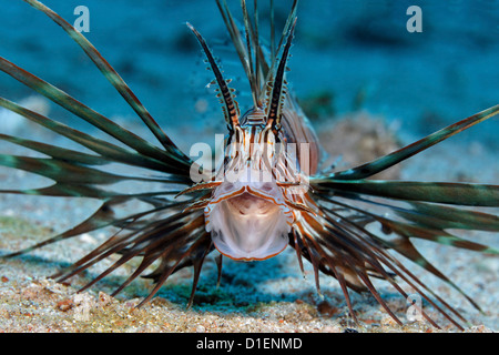 Young Red lionfish (Pterois volitans), near Aqaba, Jordan, Red Sea, underwater shot Stock Photo