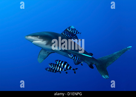 Oceanic Whitetip Shark (Carcharhinus longimanus) Pilot Fish (Naucrates ductor) Brother Islands Egypt Red Sea underwater shot Stock Photo