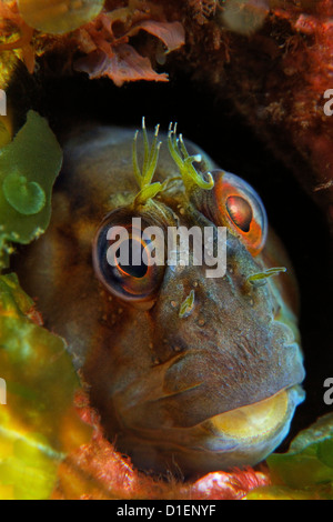 Crested blenny (Parablennius laticlavius), North Island, New Zealand, Pacific Ocean, underwater shot Stock Photo