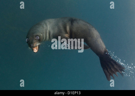 New Zealand fur seal (Arctocephalus forsteri), Kaikoura, South Island, New Zealand, Pacific Ocean, underwater shot Stock Photo
