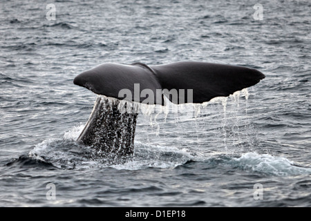 Fluke of a Sperm whale (Physeter macrocephalus) in the Pacific Ocean, New Zealand Stock Photo