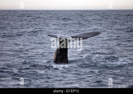 Fluke of a Sperm whale (Physeter macrocephalus) in the Pacific Ocean, New Zealand Stock Photo