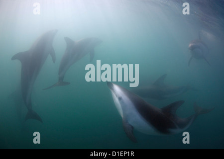 Dusky dolphins (Lagenorhynchus obscurus), Kaikoura, South Island, New Zealand, Pacific Ocean, underwater shot Stock Photo